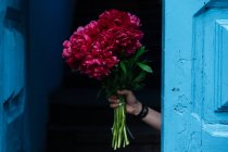 Main tenant un bouquet vif de pivoines roses devant la porte ouverte en bois bleu — Photo de stock