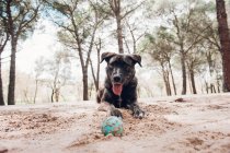 Велика коричнева собака лежить з м'ячем у піску в лісі — стокове фото