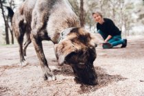 Grande cane marrone annusare terreno nella foresta con proprietario femminile su sfondo — Foto stock
