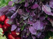 Bouquet de radis frais et basilic en tas — Photo de stock
