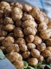 Primo piano di patate raccolte fresche in mucchio — Foto stock