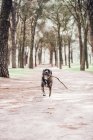 Großer brauner Hund läuft mit Stock im Wald — Stockfoto