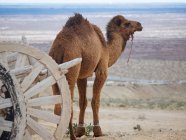 Dromedar Kamel im Zaumzeug zu Fuß auf trockenem Terrain und Holzkarren — Stockfoto