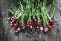 Fresh picked radishes with stalks on dark wooden surface — Stock Photo