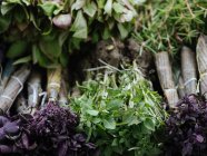Пучки свіжого зеленого і фіолетового базиліка на фермерському ринку — стокове фото