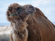 Primer plano del camello dromedario de pie en el desierto - foto de stock