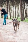 Big brown dog carrying stick in forest with female owner on background — Stock Photo
