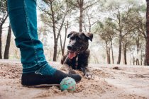 Велика коричнева собака дивиться на ногу власника з м'ячем у лісі — стокове фото