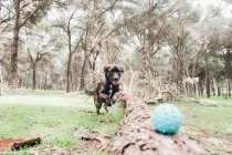 Grande cão marrom jogando na floresta com bola — Fotografia de Stock