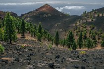 Montañas grises secas con árboles de coníferas en valle y suelo rocoso gris, La Palma, España - foto de stock