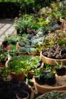 Сельский теплица со стеклянным потолком, полным горшков с кактусами, суккуленты, цветы и другие растения в летний день с сияющим солнцем — стоковое фото