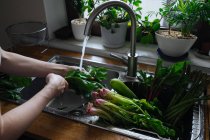Mãos lavando verduras frescas na pia de cozinha — Fotografia de Stock