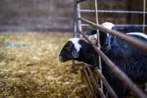 Small black fluffy lamb in fold — Stock Photo