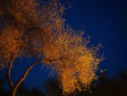 Dal basso vista di un bellissimo albero lussureggiante illuminato con luce dorata sotto il cielo notturno scuro, Uzbekistan — Foto stock