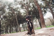 Gran perro marrón sentado en el bosque con la lengua hacia fuera y mirando hacia otro lado - foto de stock