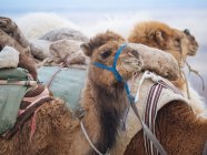 Primer plano de los camellos de caravana cargados en el desierto - foto de stock
