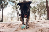 Grande cão marrom jogando na floresta com bola — Fotografia de Stock