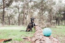Велика коричнева собака грає в лісі з м'ячем — стокове фото