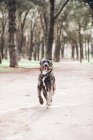 Big brown dog running with stick in forest — Stock Photo