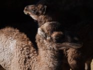 Чарівні дитини верблюдів, стоячи на чорному тлі — стокове фото
