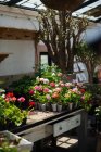 Русична теплиця зі скляною стелею, наповненою горщиками з кактусами, сукулентами, квітами та іншими рослинами в літній день з сяючим сонцем — стокове фото
