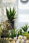 Serre rustique avec plafond en verre plein de pots avec cactus, succulents, fleurs et autres plantes le jour d'été avec soleil brillant — Photo de stock