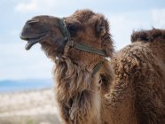 Dromedary camel in bridle walking on dry land of terrain — Stock Photo