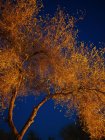 De baixo vista da bela árvore exuberante iluminada com luz dourada sob o céu noturno escuro, Uzbequistão — Fotografia de Stock