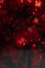 Belos ramos de plantas tropicais espalhados com flores vermelhas vistosas vibrantes com sol brilhando sobre eles com foco suave — Fotografia de Stock