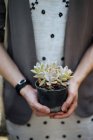 Close-up of female hands holding potted succulent — Stock Photo
