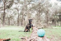 Grande cane marrone che gioca nella foresta con la palla — Foto stock