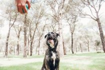 Велика коричнева собака дивиться на господаря рукою з м'ячем у лісі — стокове фото