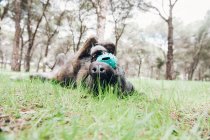 Großer brauner Hund spielt fröhlich im Wald mit Ball — Stockfoto