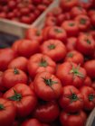 Cumulo di pomodori rossi maturi raccolti freschi in scatola di legno — Foto stock