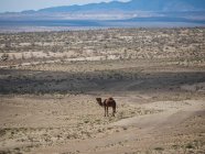 Dromedar Kamel steht auf trockenem Land in endlosem Gelände, Usbekistan — Stockfoto