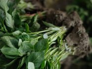 Close-up of fresh green herbs on heap at farmer market — Stock Photo