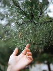 Crop female hand touching gently evergreen branch of tree with crystal drops on needles, Uzbekistan — Stock Photo