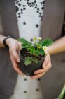 Close-up of female hands holding potted violet — Stock Photo