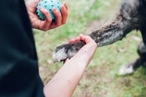 Close-up of woman holding dogs paw and ball outdoors — Stock Photo
