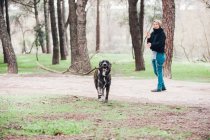 Gran perro marrón llevar palo en el bosque con el propietario femenino en el fondo - foto de stock