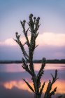 Крупним планом зелену суху рослину, що росте на березі озера на тлі барвистого заходу сонця неба, що відображає у воді — стокове фото