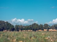 Troupeau de moutons pâturant sur la prairie verte dans la journée ensoleillée. — Photo de stock