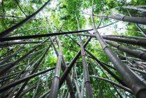 Tall bamboo forest with green foliage growing up in Qingxiu Mountain park, Nanning, China — Stock Photo