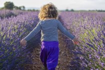 Маленькая девочка ходит по фиолетовому лавандовому полю и трогает цветы — стоковое фото