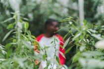 Grüne Pflanzen mit afrikanisch-amerikanischem Mann im Hintergrund — Stockfoto