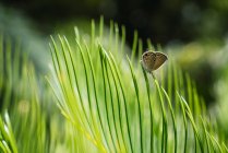 Primo piano di minuscola farfalla su lussureggiante foglia di Cycas verde alla luce del sole — Foto stock