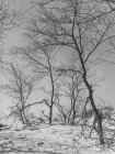 Árboles siempreverdes tranquilos cubiertos de nieve en el bosque - foto de stock