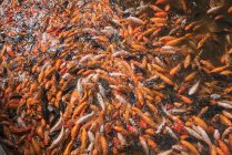 Montón de carpas asiáticas en agua alimentándose de hambre - foto de stock