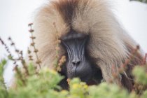 Бабуины заботятся друг о друге и расчесывают мех на природе — стоковое фото