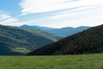 Вид на долину зелених гір з хвойними деревами під блакитним небом в літньому сонячному світлі — стокове фото